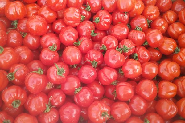Tomates cerises cupidons - visuel 1