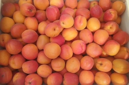 Abricots de Provence