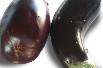 Aubergine