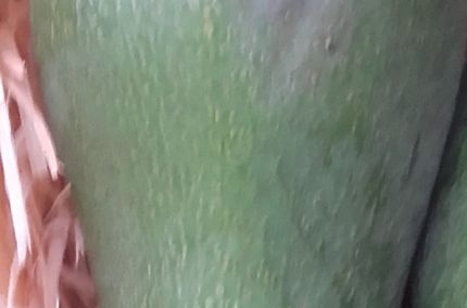 Avocat bio