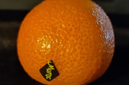 Clémentine du Maroc