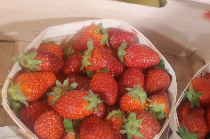 Fraise Dream