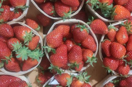 fraise manon