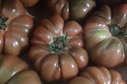 Tomate ancienne noire de Crimée