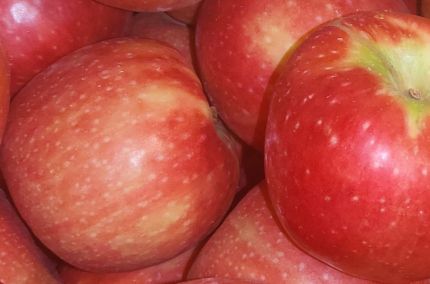 Pomme Pink Kiss