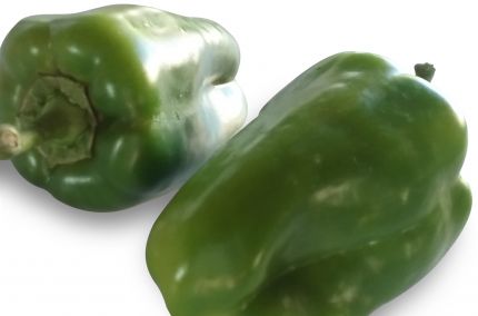 Poivron vert