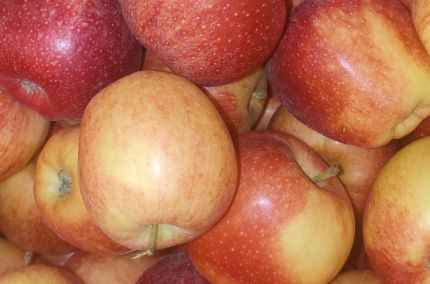 Pomme royal gala