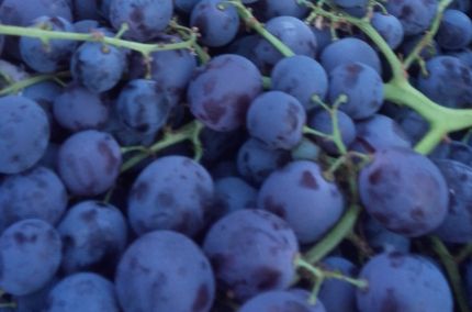 Raisin noir muscat