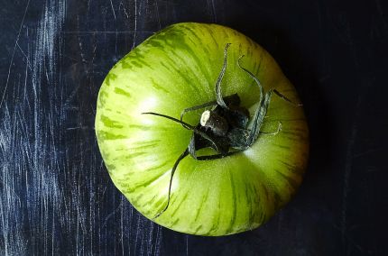 Tomate ancienne green zebra