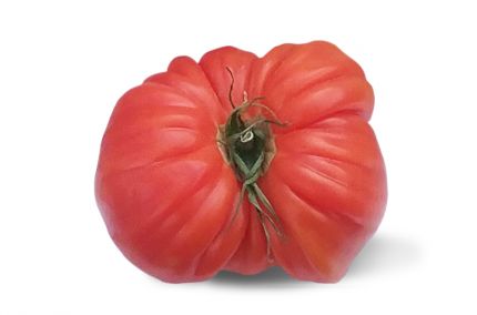 Tomate ancienne marmande