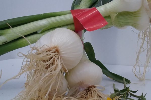 oignon blanc - visuel 1