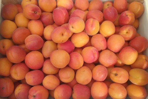 Abricots de Provence - visuel 1