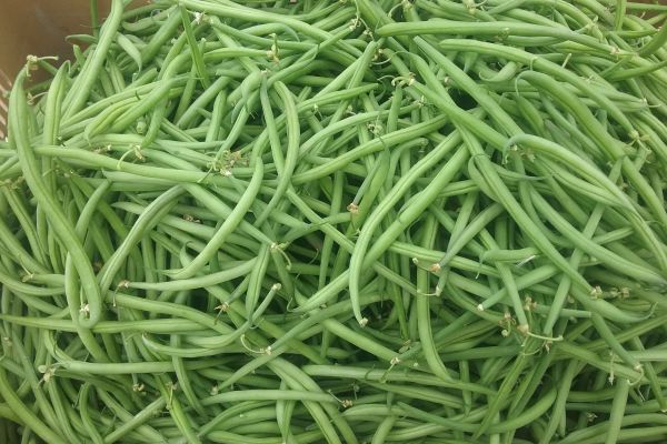 Haricot vert - visuel 1