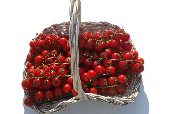 Tomate cerise grappes de  Provence - visuel 1