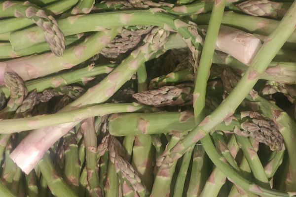 Asperge verte - visuel 1