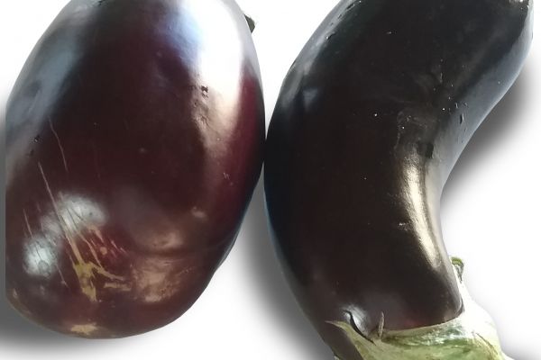 Aubergine - visuel 1