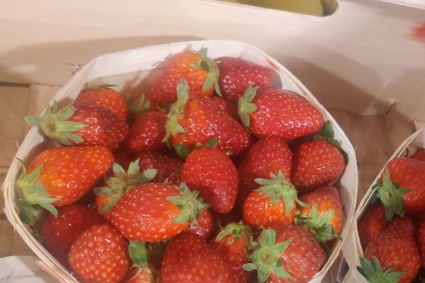 Fraise Dream - visuel 1