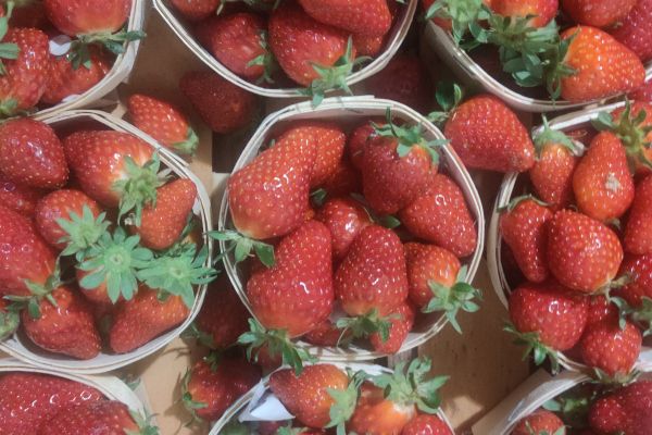 fraise manon - visuel 1