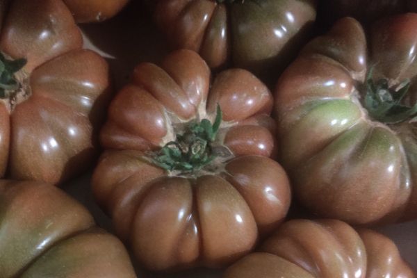 Tomate ancienne noire de Crimée - visuel 1