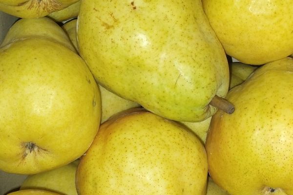 Poire Williams - visuel 1