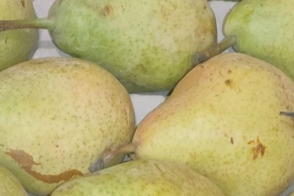 Poire guyot - visuel 1