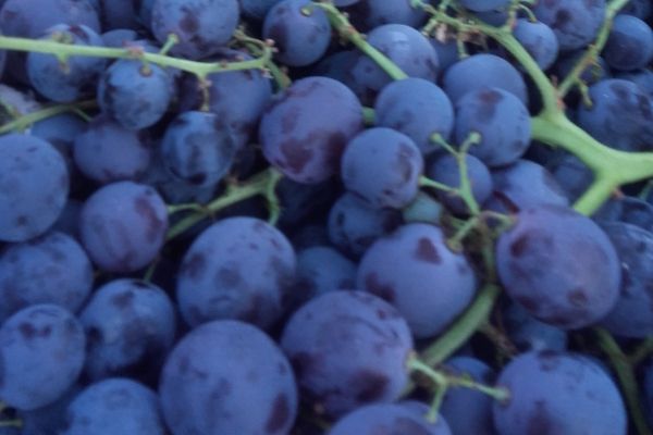 Raisin noir muscat - visuel 1