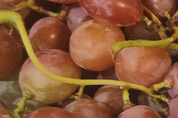 Raisin rubis - visuel 1