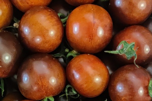 Tomate yoom - visuel 1