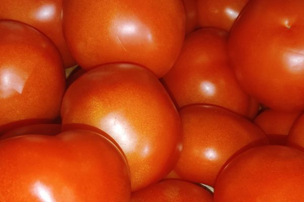 Tomate ronde france - visuel 1