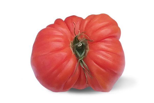 Tomate ancienne marmande - visuel 1