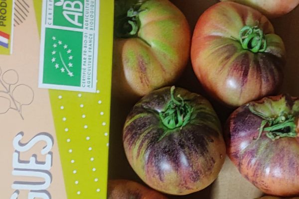 Tomate ancienne Indigo - visuel 1